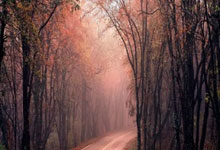 2025英(yīng)雄联盟全球总决賽(sài)开启，多家院(yuàn)线将直播賽(sài)事